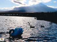 Swan Lake ที่ Lake Yamanakako