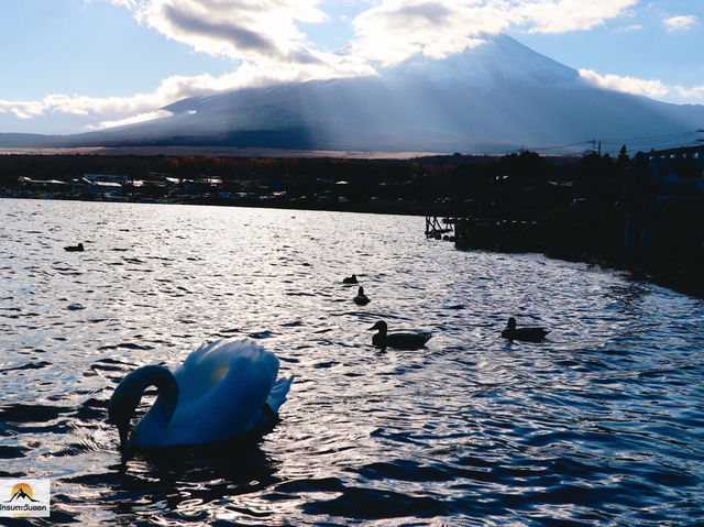 Swan Lake ที่ Lake Yamanakako