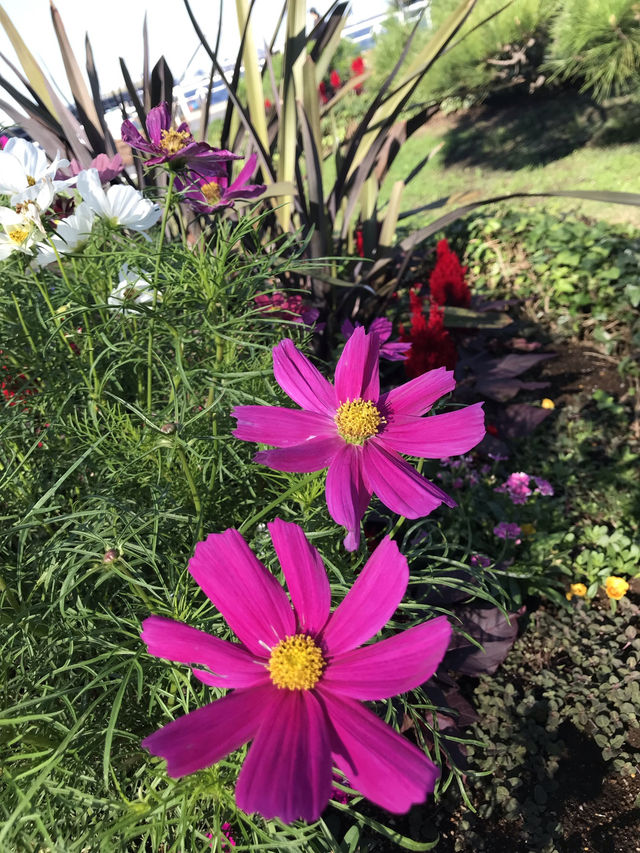 秋の横浜でコスモス＆おしゃれ散歩🌸✨