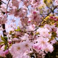 🌷横浜公園のチューリップと近場観光の組み合わせプラン
