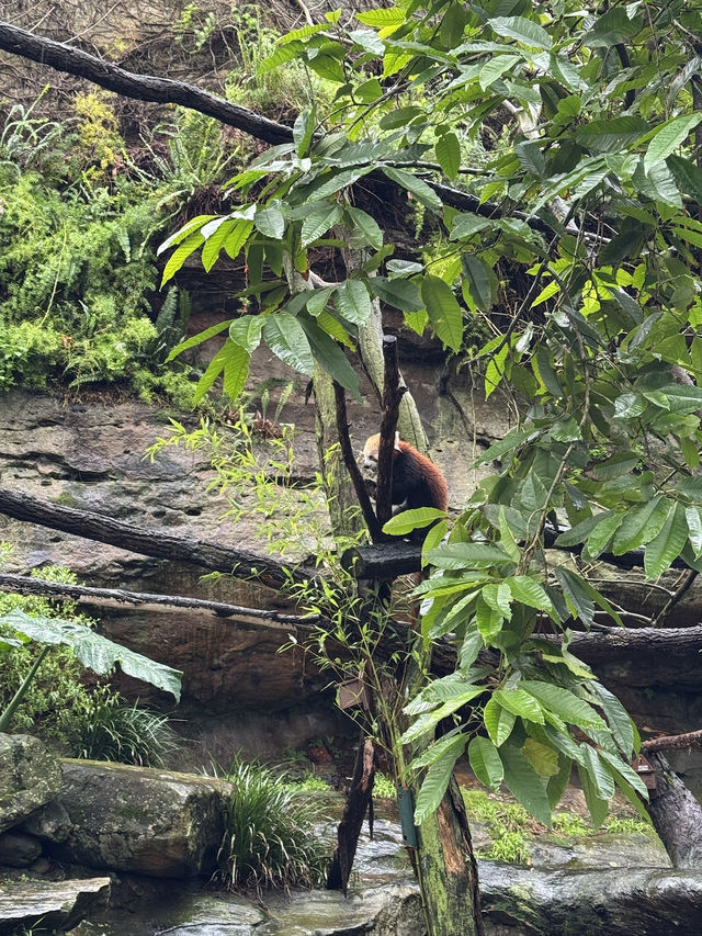 🇦🇺 塔龍加動物園（Taronga Zoo）是悉尼必游的世界級生態動物園