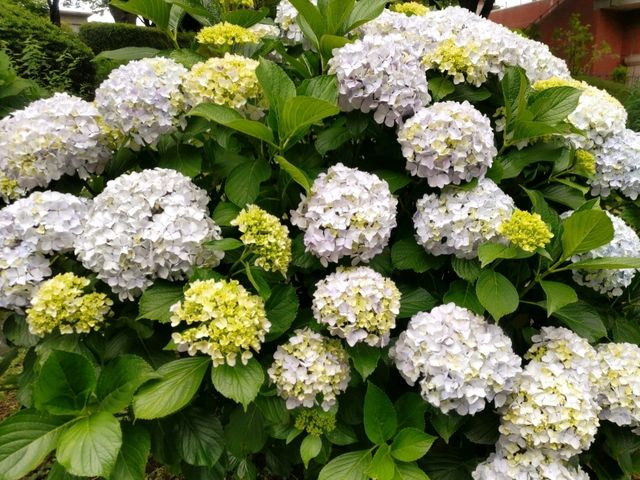 薔薇と紫陽花の季節に横浜女子旅