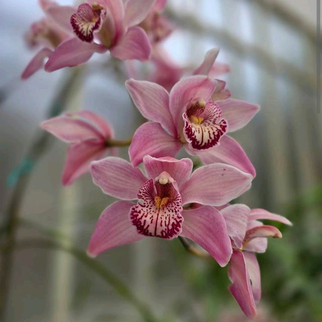 Domain Wintergardens (Auckland) 🌸