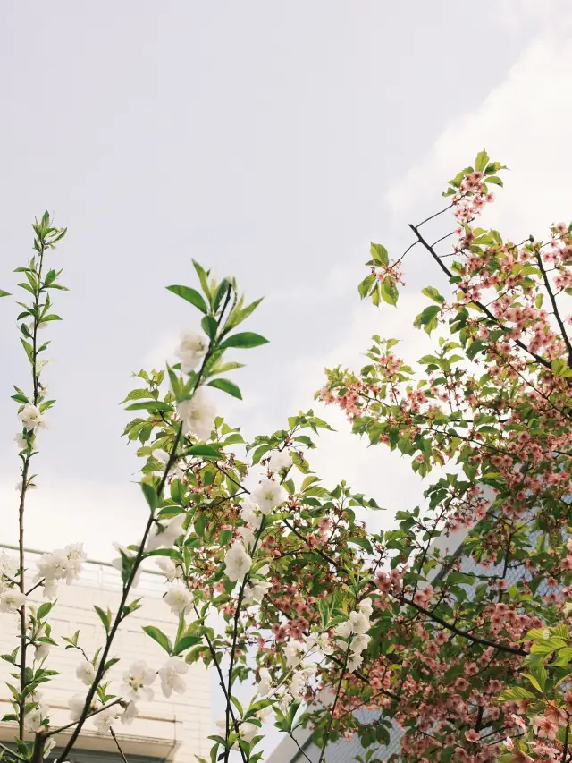 東京，傳統與文化交織的地方