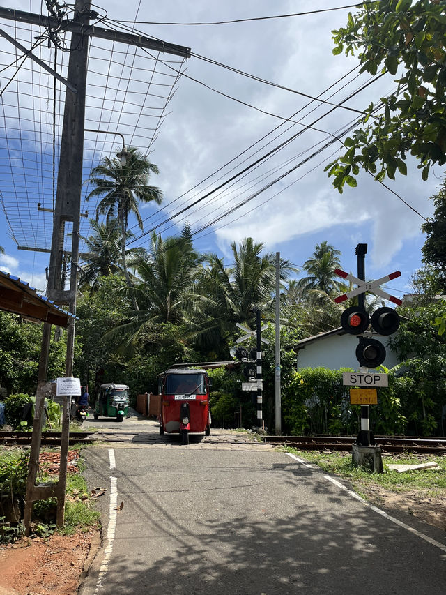 【🇱🇰スリランカ/ヒッカドゥワ】Curry Bowl Restaurant & Turtles Rest 【🇱🇰スリランカ/ヒッカドゥワ】Curry Bowl Restaurant & Turtles Rest
