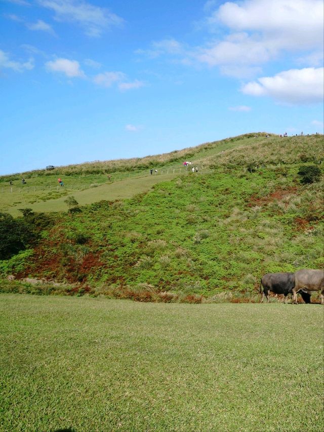 🌳 : Qingtiangang Grassland เที่ยวไต้หวัน 🌳 : Qingtiangang Grassland เที่ยวไต้หวัน