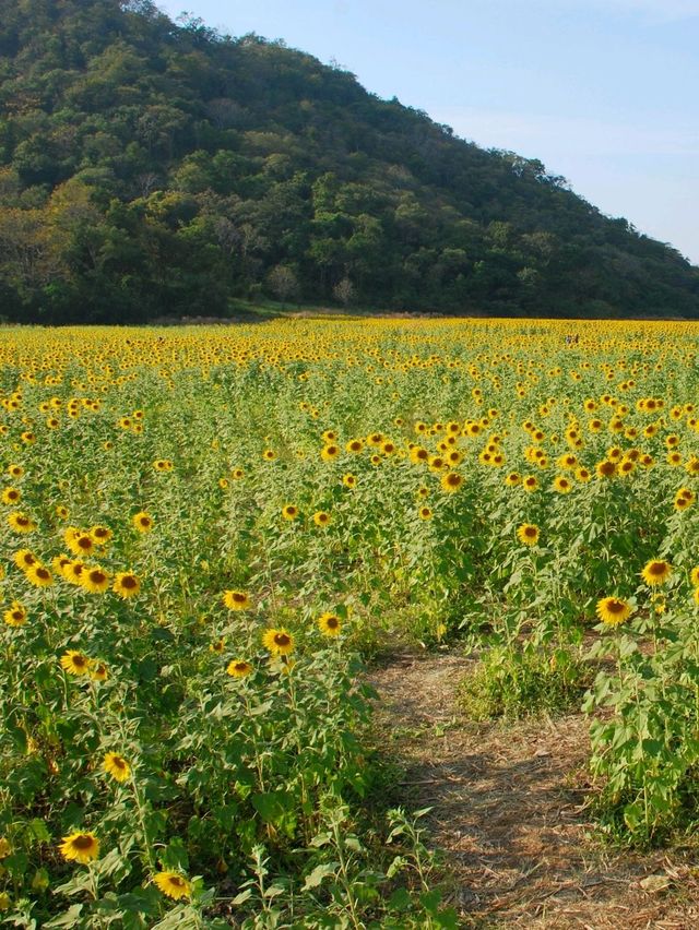 🌻 : ทุ่งทานตะวัน เขาจีนแล ลพบุรี