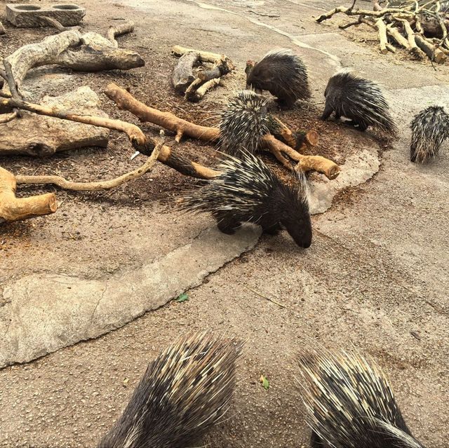 雲南昆明親子必去玩樂景點🏮昆明動物園