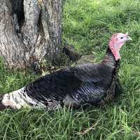 Ambury Regional Park – City-Farm & Harbour Retreat on Auckland’s Shores