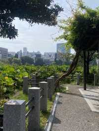 เดินเล่นในสวนอุเอโนะปลายหน้าร้อน🇯🇵