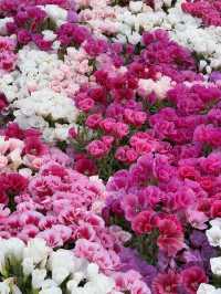 【ニュージーランド・ダニーデン】世界一美しいと称される駅「ダニーデン駅」🏛️🌿