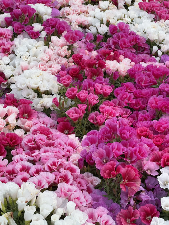 【ニュージーランド・ダニーデン】世界一美しいと称される駅「ダニーデン駅」🏛️🌿 【ニュージーランド・ダニーデン】世界一美しいと称される駅「ダニーデン駅」🏛️🌿