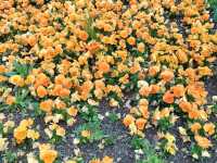 💐Floriade Day Part 1💐