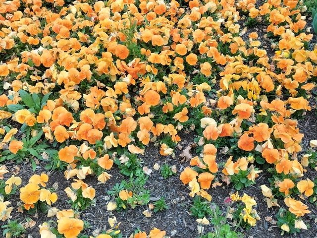 💐Floriade Day Part 1💐