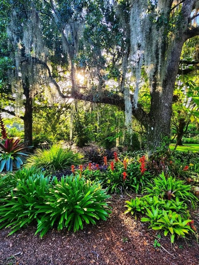 🌸 “Harry P. Leu Gardens – Orlando’s Blooming Paradise!” 🌸 “Harry P. Leu Gardens – Orlando’s Blooming Paradise!”