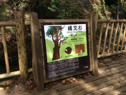 屋久島・縄文杉】神秘の森で出会う生命のシンボル🌳✨ | Trip.com 屋久島町