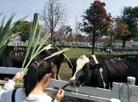 親子同遊的雲林療癒景點🐄#【千巧谷牛樂園牧場】-雲林縣崙背鄉