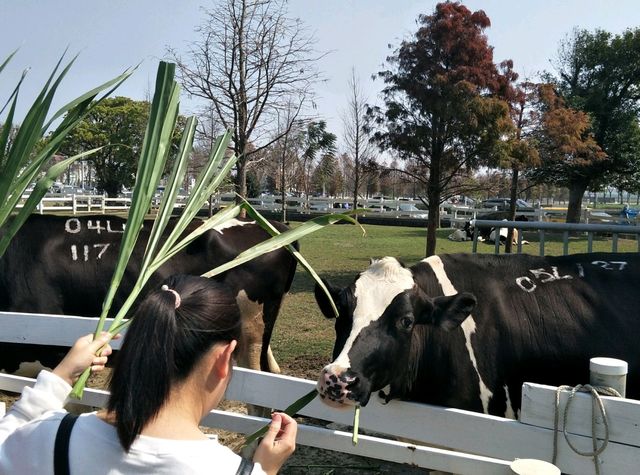 親子同遊的雲林療癒景點🐄#【千巧谷牛樂園牧場】-雲林縣崙背鄉 親子同遊的雲林療癒景點🐄#【千巧谷牛樂園牧場】-雲林縣崙背鄉