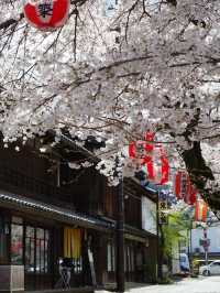 Mesmerized by the Blooming Cherry Blossoms in Kanra Town, Gunma 😍