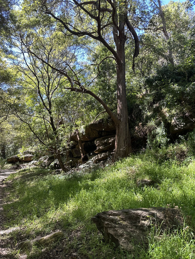 🌳 探訪「總理森林步道Prime Ministers’ Walk」：城市中的森林漫遊
