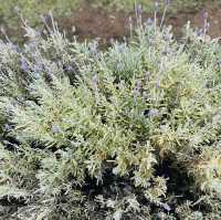 Cape Lavender Teahouse