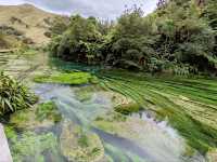 Pure Blue: New Zealand's Blue Spring