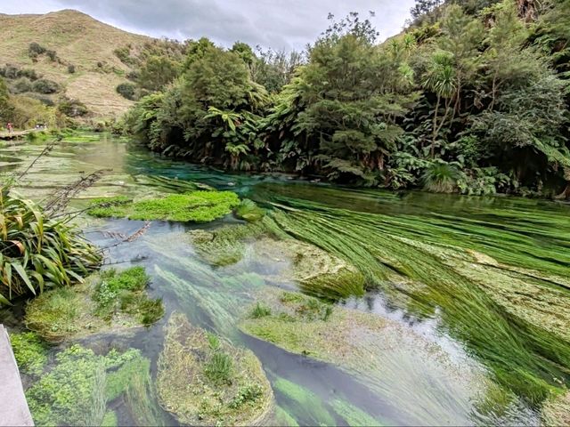 Pure Blue: New Zealand's Blue Spring