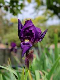 Autumn Whispers: The Floral Beauty of Kuirau Park