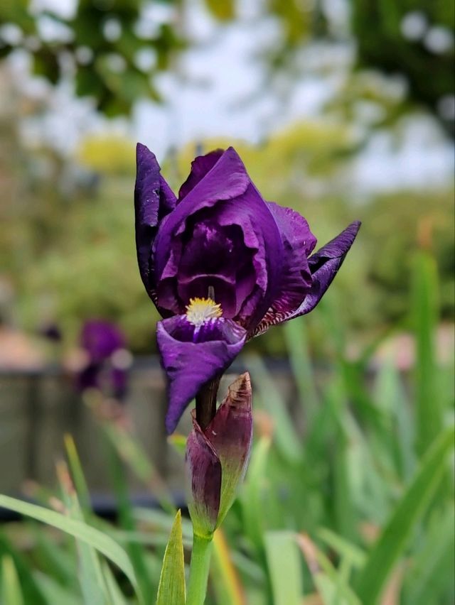 Autumn Whispers: The Floral Beauty of Kuirau Park