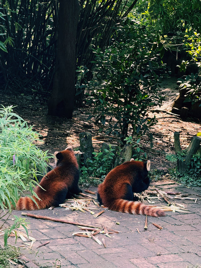 Chengdu and Yantai completely stole my heart! 🐼✨