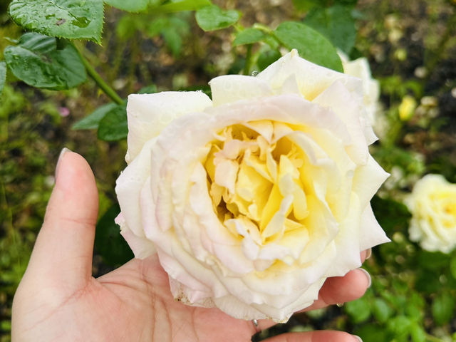 Daejeon Hanbat Arboretum