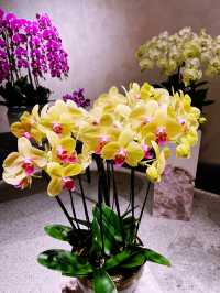 Beautiful Orchid Culture Store: Must-Visit Paradise for Orchid Lovers