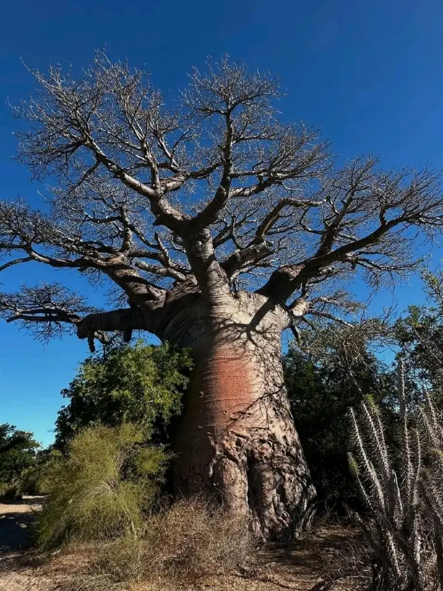Walking Among Giants at the Avenue of the Baobabs