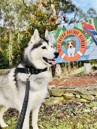 Best Friend Holiday Retreat: Finding the Simplest Joy in Tarra Valley