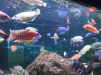 農業科技園區觀賞水族展示廳