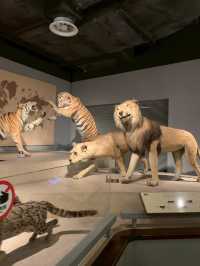 Shanghai Natural Museum 🐒🫎🦕🦖🦑🐋