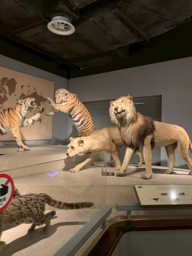 Shanghai Natural Museum 🐒🫎🦕🦖🦑🐋