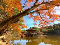 奈良小眾絕景🍁秋日鷺池的油畫感太絕了!