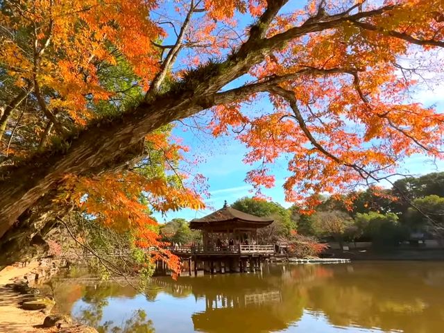 奈良小眾絕景🍁秋日鷺池的油畫感太絕了! 奈良小眾絕景🍁秋日鷺池的油畫感太絕了!
