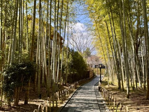 Strolling Through a Thousand-Year-Old Temple | Shuzenji and the