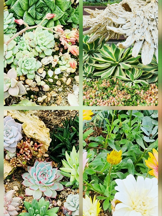 greenhouse succulent