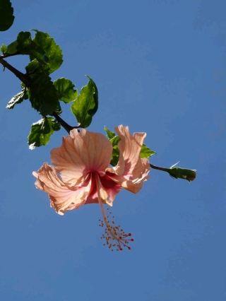 🌺 Seychelles | Flowers Along the Journey