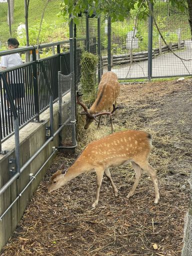 Asahiyama Zoo in Hokkaido: A Miraculous Animal Paradise Revived