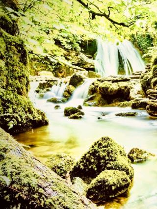 Italy Basilicata Pollino National Park Mossy Bosnian Pine Ridge