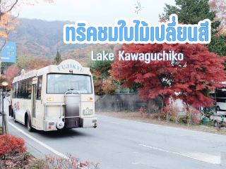 🍁 อยากได้รูปใบไม้แดงที่คาวากุจิโกะ ต้องไปตอนไหน? เซฟทริคนี้ไว้ก่อนจัดทริปญี่ปุ่น!