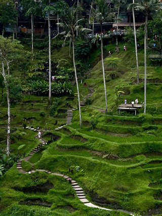 Sawah Teras Tegallalang – Apakah Masih Tentang Padi?