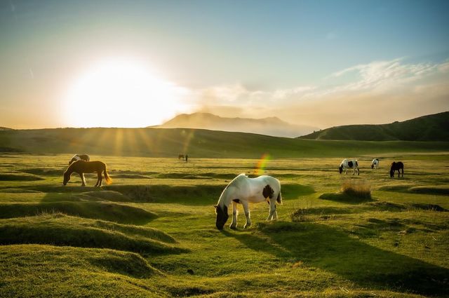 What to Do in Kumamoto? 7 Amazing Experiences from Castles to Volcanoes!