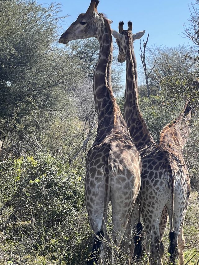 Safari fun 🇿🇦