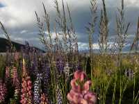 Roadtrip Picnic Spot in South Island