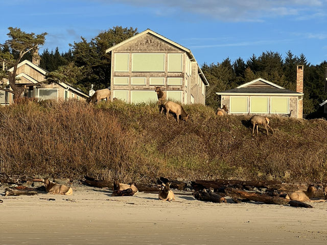 Elk on the Beach 🫎🏖️
